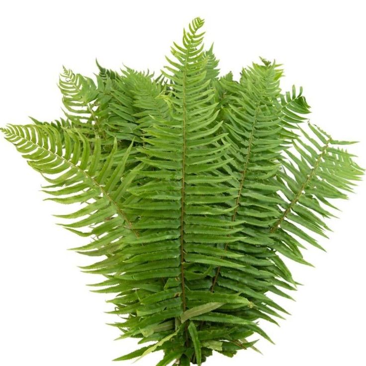 Flat Fern - 25 Bunches Fern Color, Event Florals, Cascade Bouquet, Long Trips, Wholesale Flowers, Flower Farm, Cut Flowers, Fern, Diy Wedding