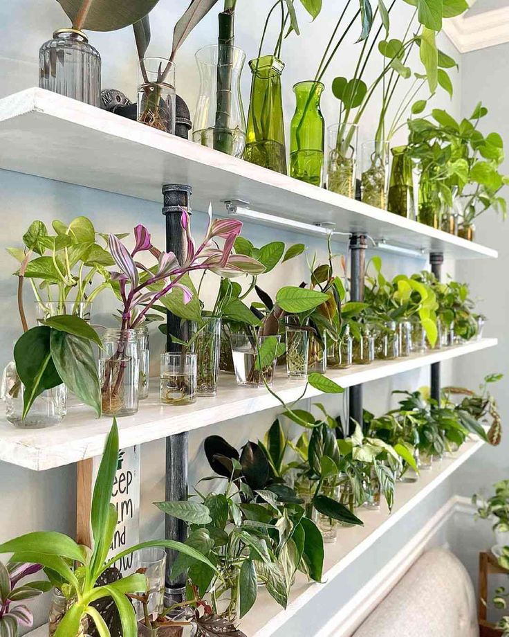 a shelf filled with lots of different types of plants