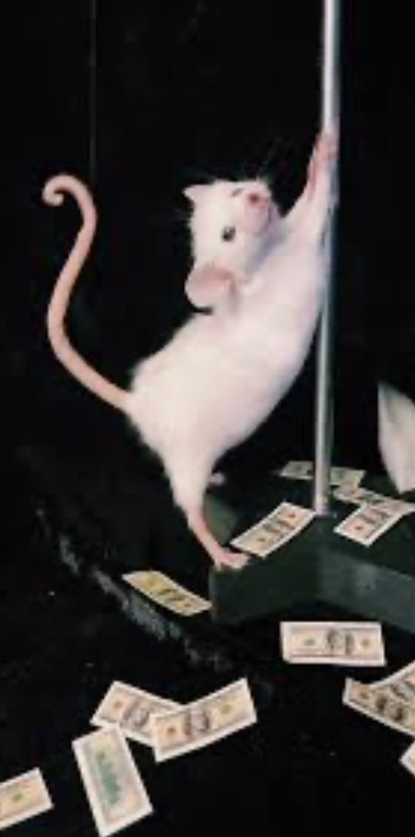 two white mice playing with money on a table