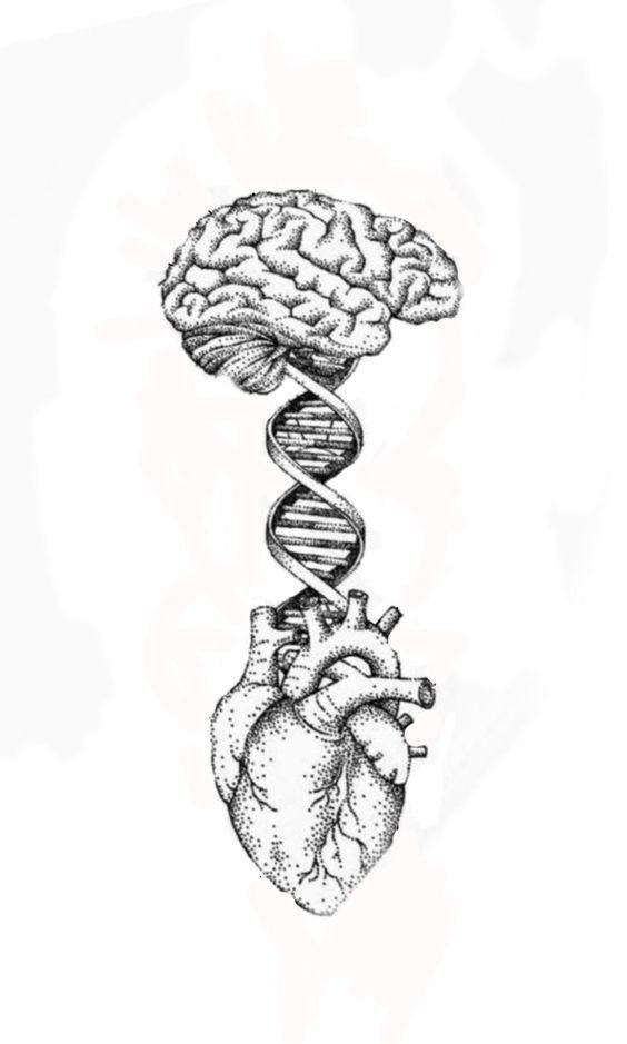 a drawing of a human heart with a double strand of spirals coming out of it