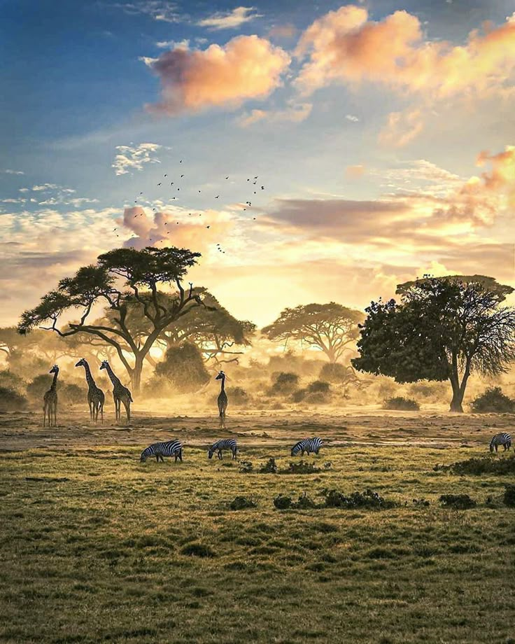 giraffes and zebras in the wild at sunset