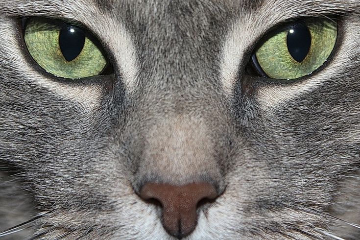 a gray cat with green eyes looking at the camera while it's close up