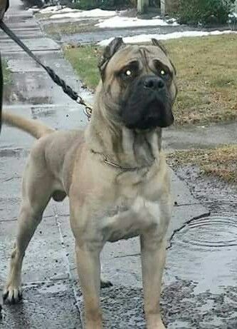 a brown dog standing on top of a wet sidewalk