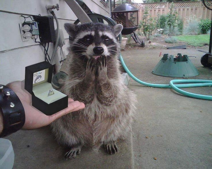 a raccoon is standing on its hind legs with his mouth open and hands in front of him