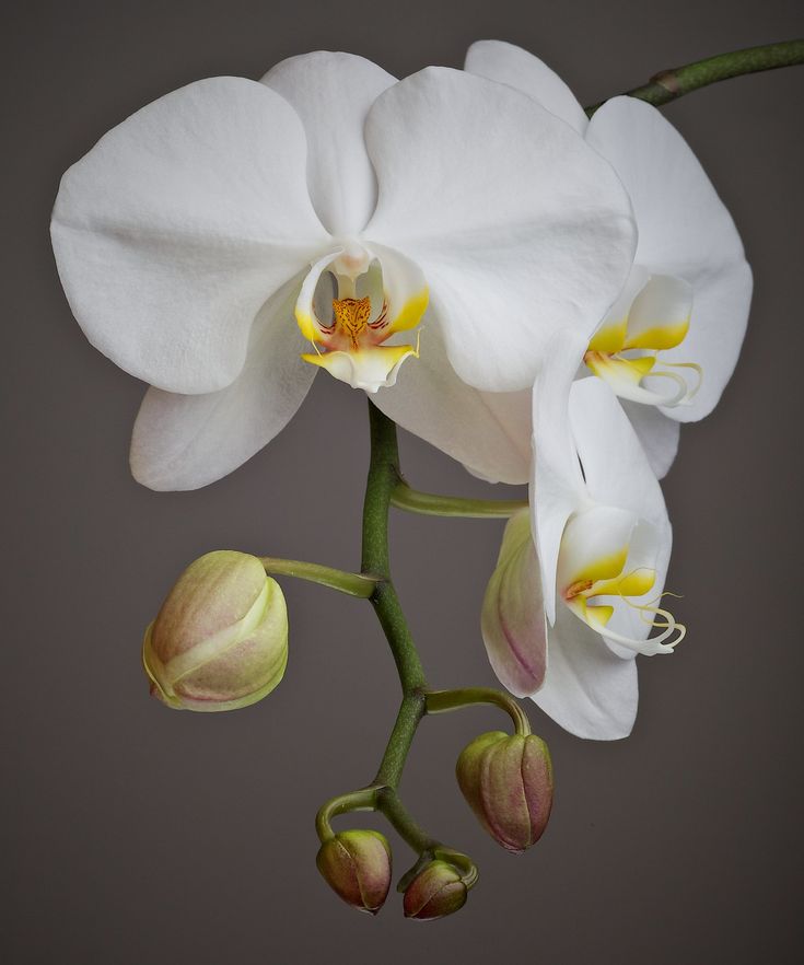 Baby Orchid, Orchids Painting, Orchid Photography, Hybrid Tea Roses, Phalaenopsis Orchid, Orchid Plants, Beautiful Orchids, White Orchids, Orchid Flower