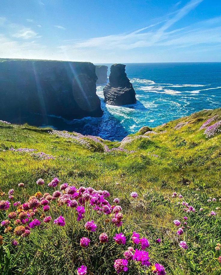 some purple flowers are in the grass by the water and cliffs with blue sky behind them