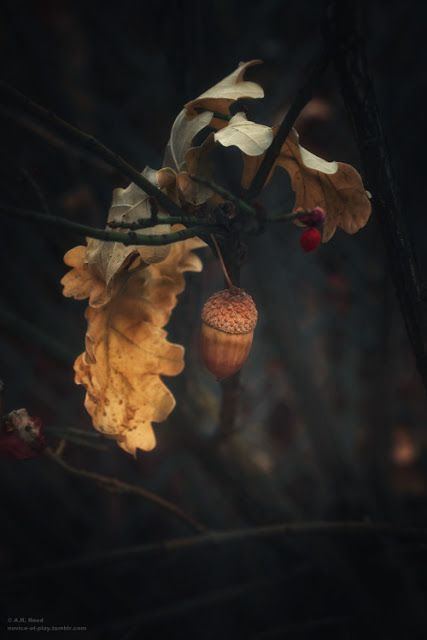 an acorn tree branch with some leaves on it and a seed hanging from it