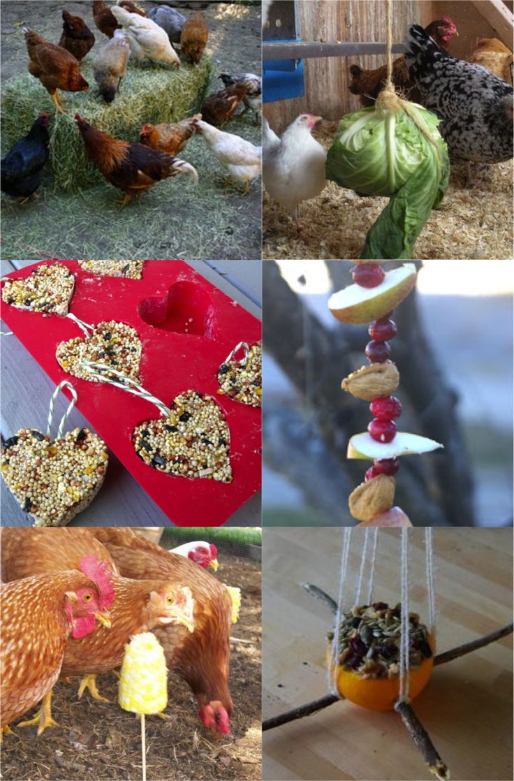 several pictures of different types of birds and animals eating food from feeders, including apples, watermelon, chicken