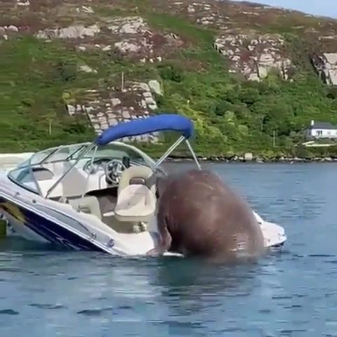 an elephant is swimming in the water next to a speed boat and a motorboat