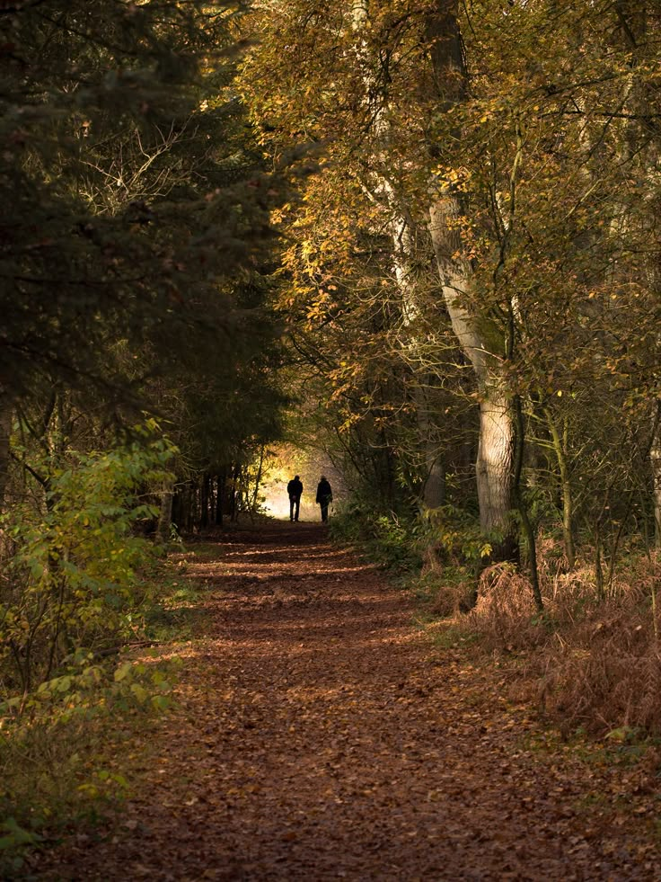 two people are walking down a path in the woods with trees and leaves on both sides