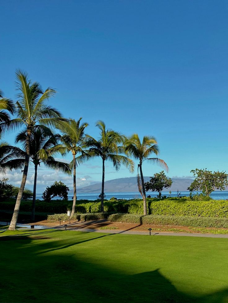 palm trees and the ocean in the background on a sunny day with blue skies above