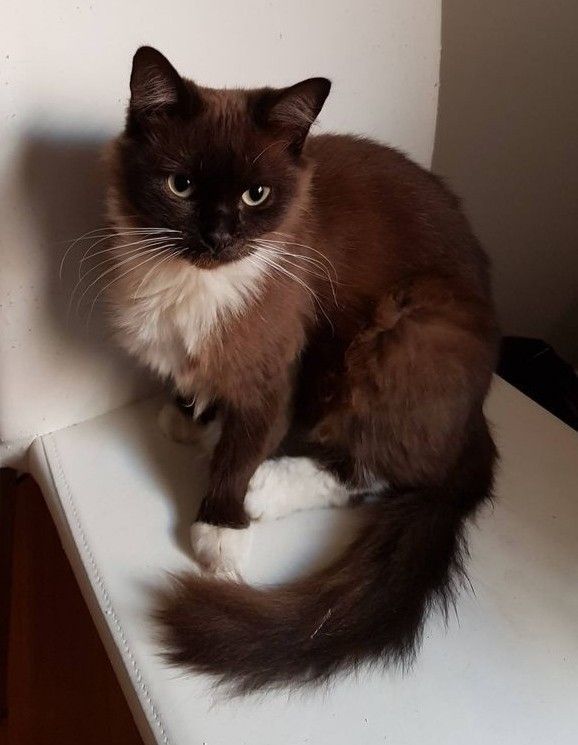 a brown and white cat sitting on top of a toilet