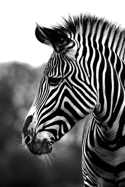 black and white photograph of a zebra with trees in the background