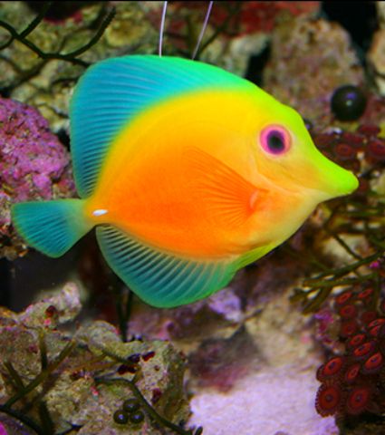 an orange, yellow and blue fish is swimming in the water near some corals