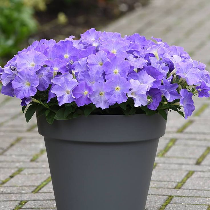 a potted plant with purple flowers sitting on a brick walkway in front of some bushes