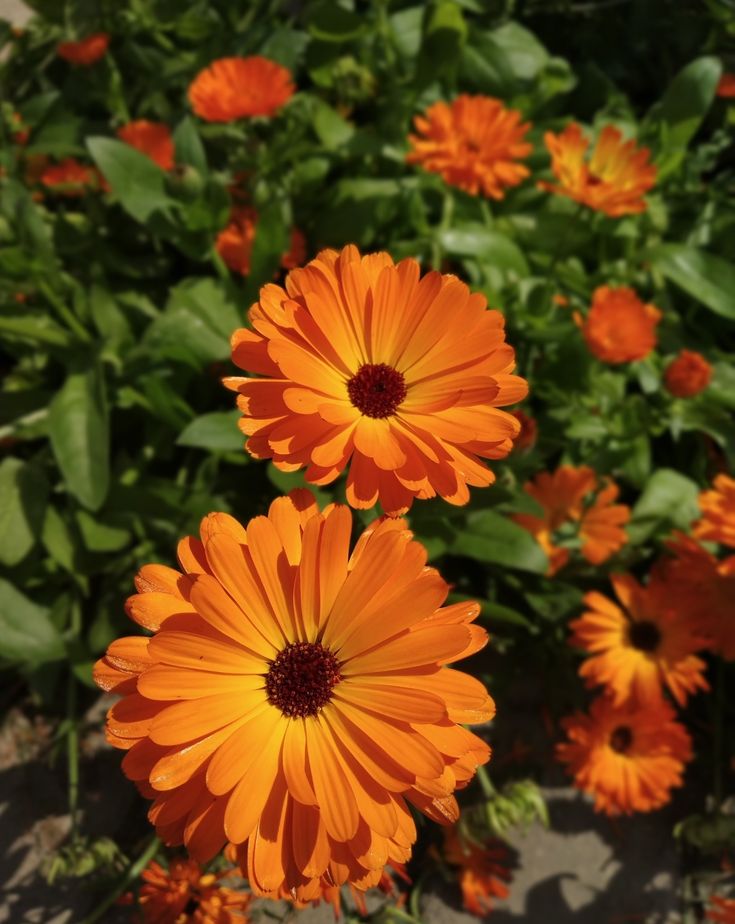 an orange flower in the middle of some green leaves and flowers behind it are yellow daisies