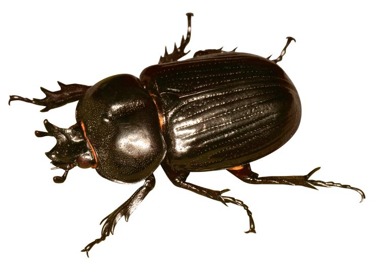 a close up of a beetle on a white background