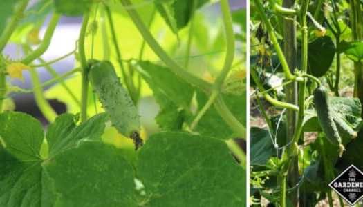 two pictures side by side, one with green leaves and the other with yellow flowers