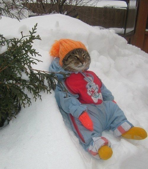 a cat laying in the snow next to a small tree and wearing an orange hat