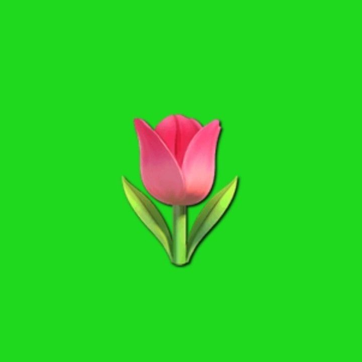 a single pink flower on a green screen