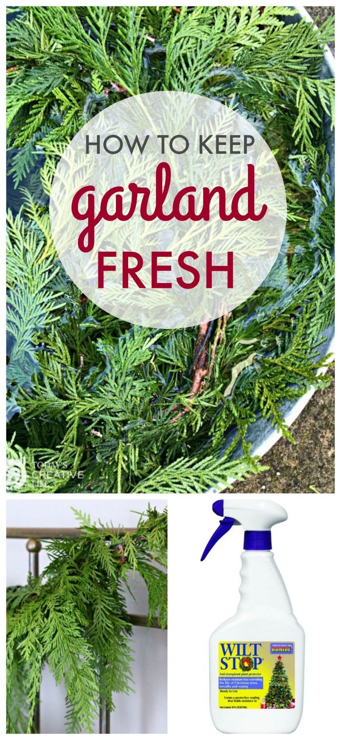 how to keep your garden fresh with this simple and easy disinfective solution