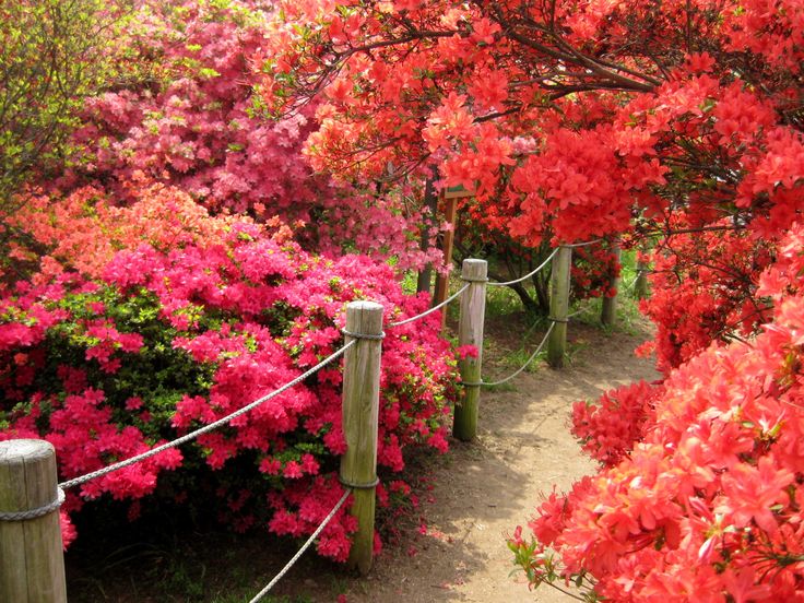 red and pink azaleas line a path in the garden with wooden post posts