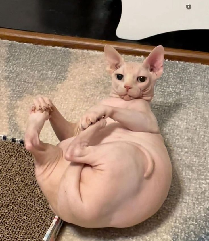 a hairless cat laying on top of a rug