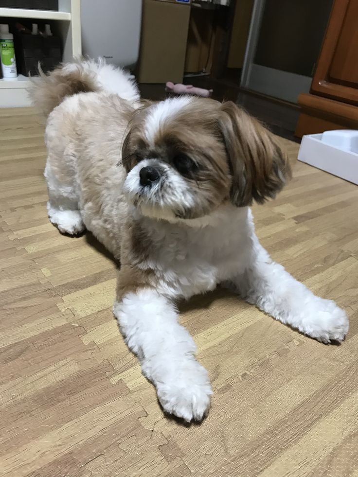 a brown and white dog laying on top of a wooden floor