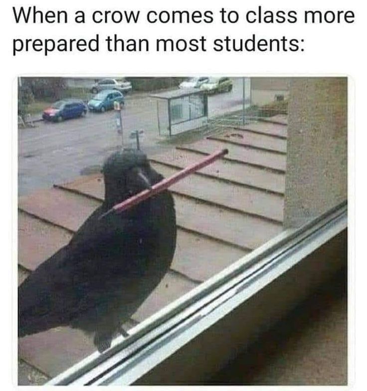 a black bird standing on top of a window sill