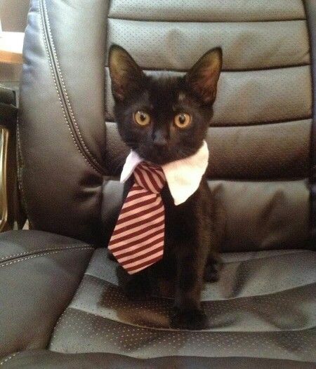 a black cat wearing a red and white striped neck tie sitting in an office chair