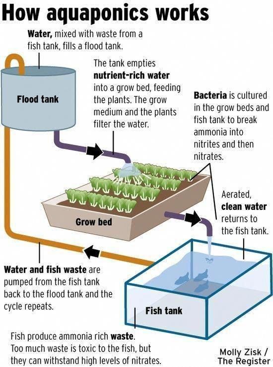 a diagram showing how aquaponics works