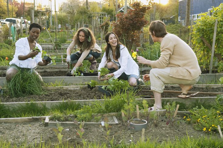 four people kneeling down and tending to plants