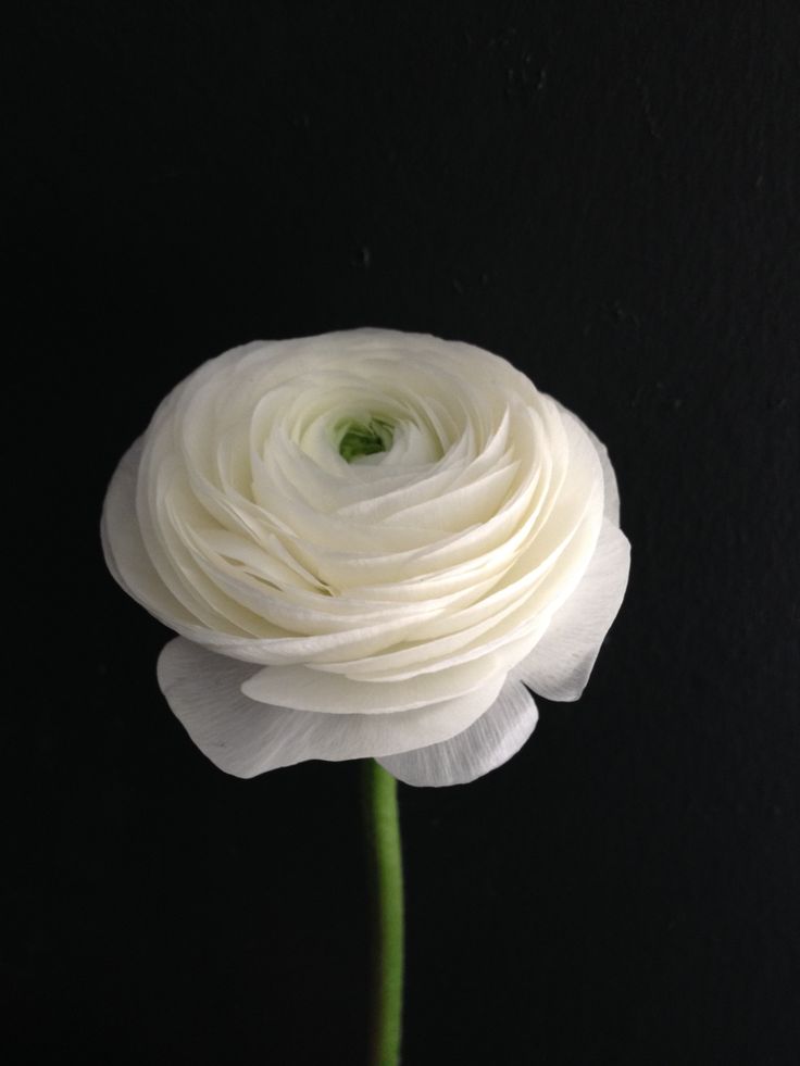 Ranunculus Ranculus Flowers Tattoo, Ranculus Flowers, Ranunculus Flower, Ranunculus Tattoo, White Ranunculus, Ranunculus Flowers, Hybrid Tea Roses, White Gardens, Deco Floral