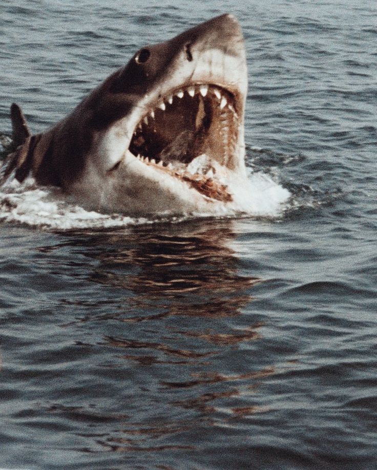 a shark with its mouth open in the water