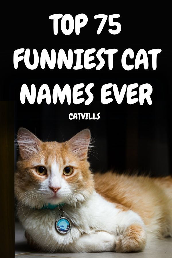 an orange and white cat laying on top of a floor next to the words top 75 funniest cat names ever