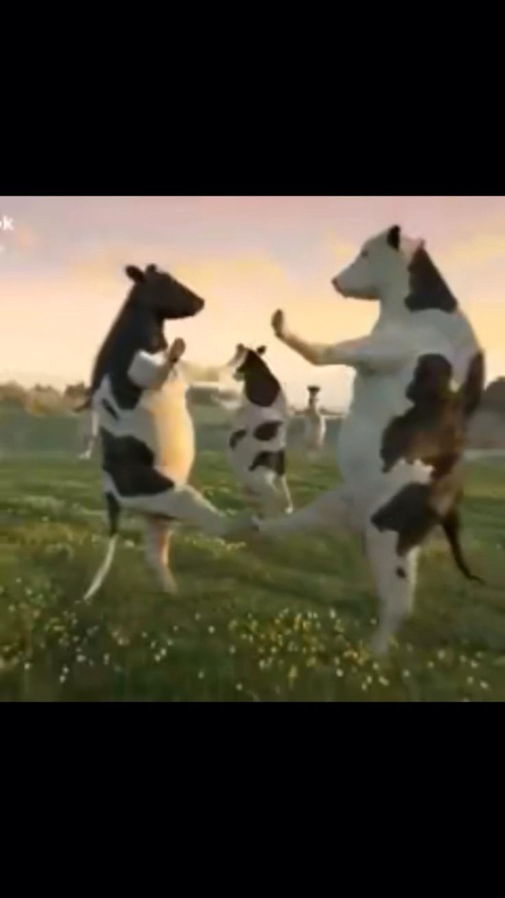 four dogs are jumping up and down in the air