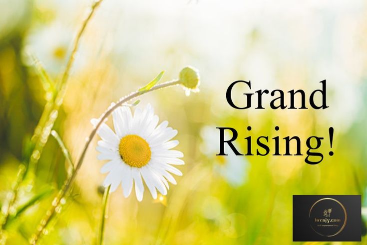 the words grand rising are in front of a photo of daisies and green grass