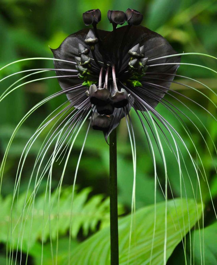 a close up of a black flower with long, thin white lines on it's petals