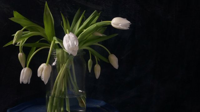 white tulips in a clear glass vase on a blue tablecloth against a black background