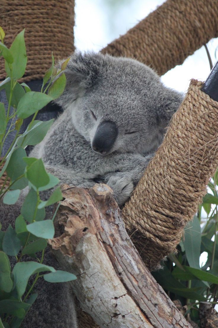 a koala bear sleeping in a tree with its head on a piece of rope