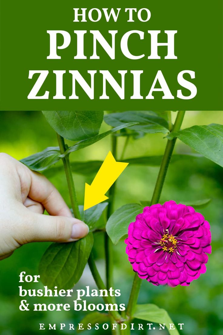 how to pinch zinnas for bushier plants and more blooms