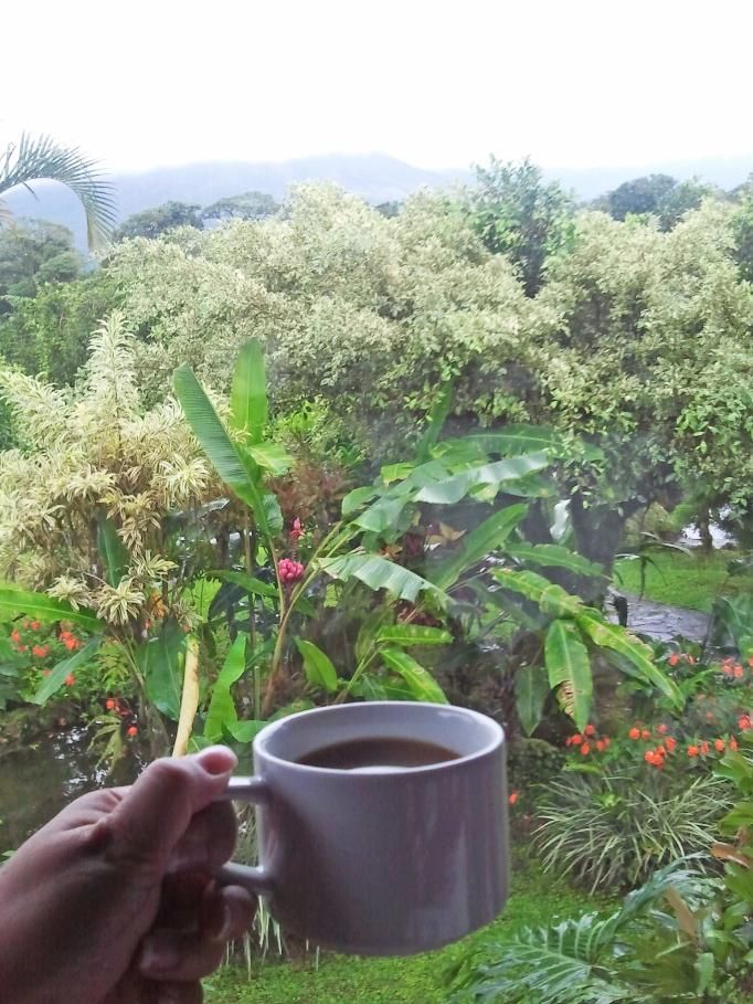 a person holding a coffee cup in front of a forest filled with trees and bushes