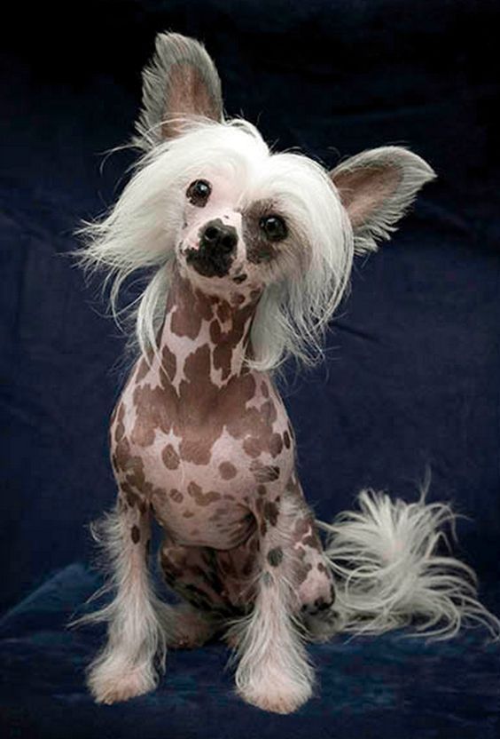 a hairless dog with long white hair sitting on a blue background in front of a black backdrop