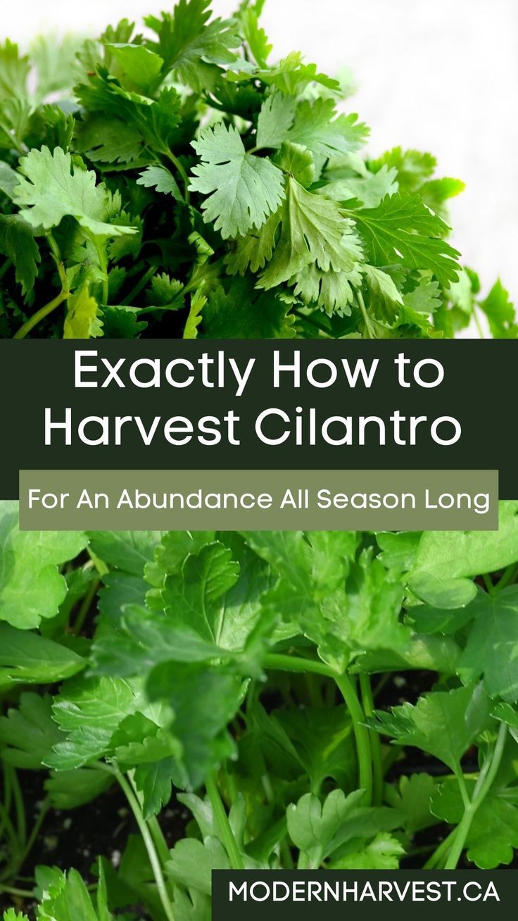 some green plants with the words exactly how to harvest cilantro for an abundance all season long