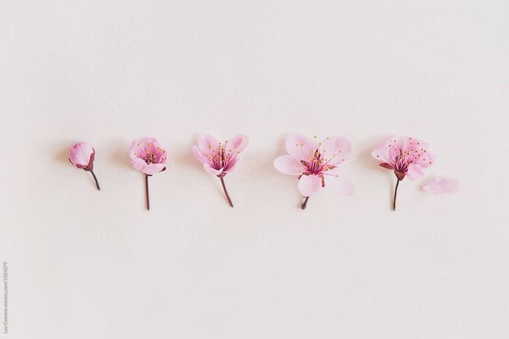 five pink flowers are lined up in the shape of a line on a white surface