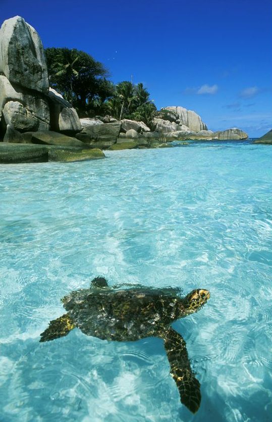 a turtle swims in the clear blue water