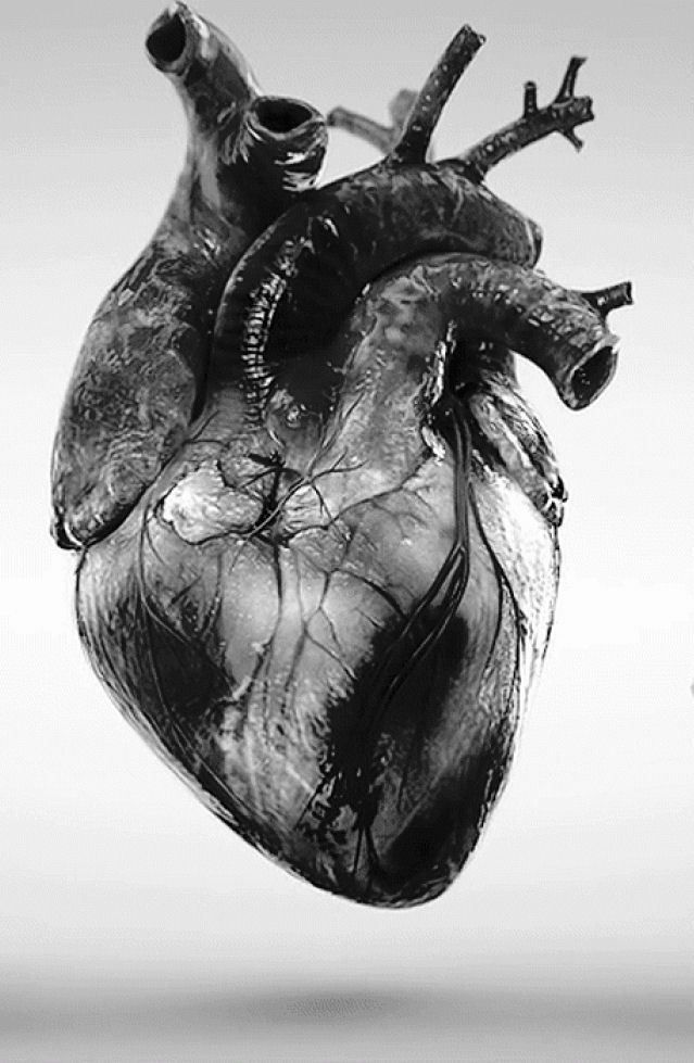 a black and white photo of a human heart