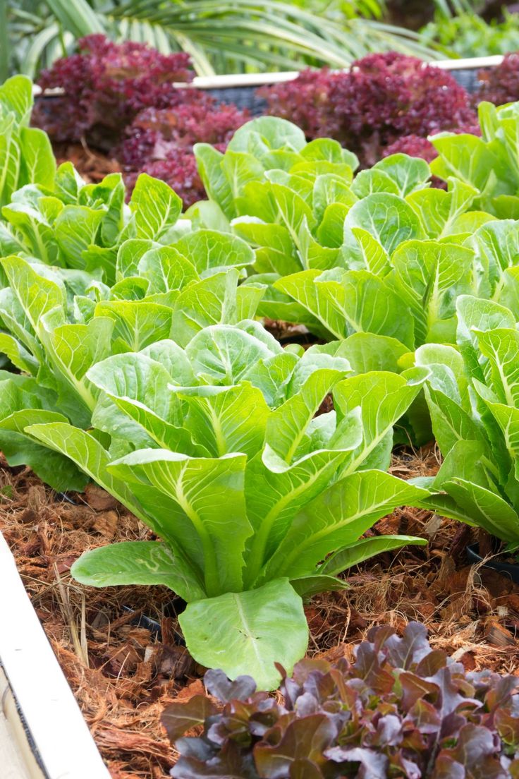 many green plants are growing in the ground