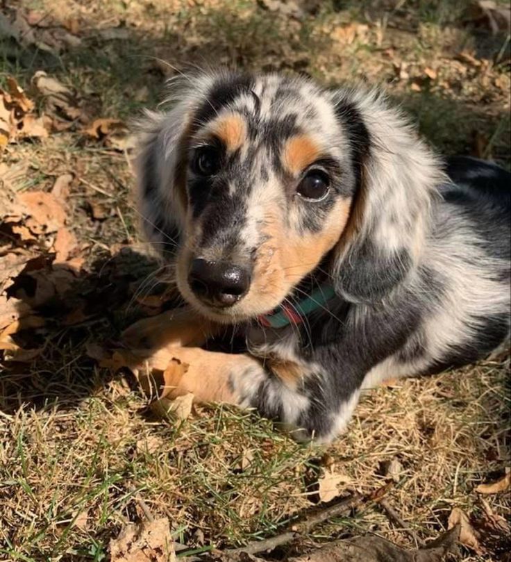 a small dog laying on top of leaves in the grass