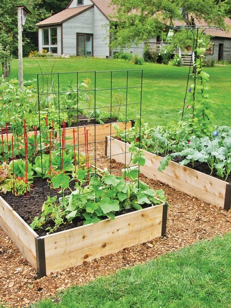 an outdoor garden with various vegetables growing in it